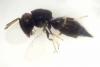 Catolaccus crassiceps